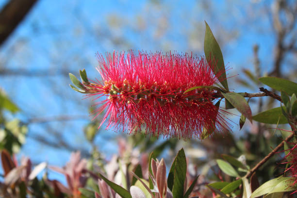 istock Crimson Callistemon Bottlebrush Flower in nature 1148865104