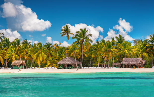 istock Palm tree beach and tropical island,Dominican Republic 1148865838