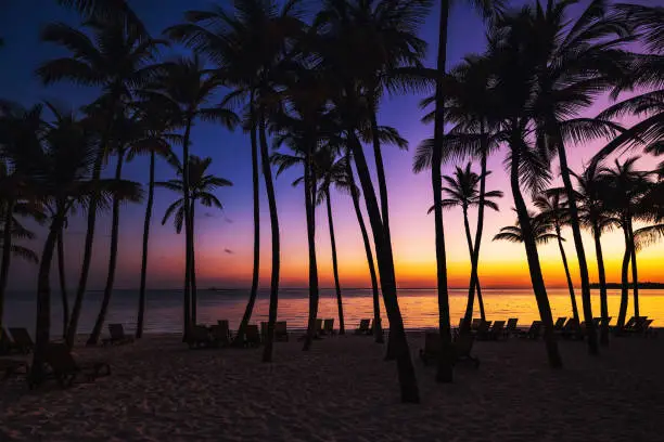 Palm trees silhouette on sunrise tropical beach