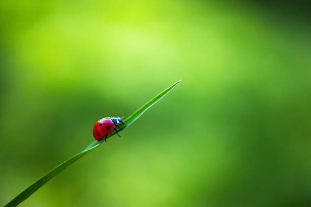 ladybug insekt zu fuß auf frischen grünen blättern auf dem land feld, schöner frühlingstag - ladybug nature spring drop stock-fotos und bilder