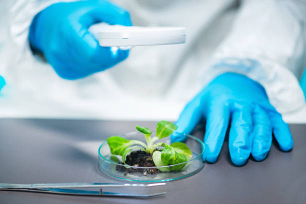 istock Biologist Examining Plant Roots 1148867492
