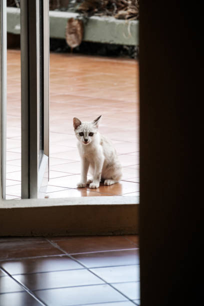 istock stray cute kitten cat at a temple Thailand 1148868306