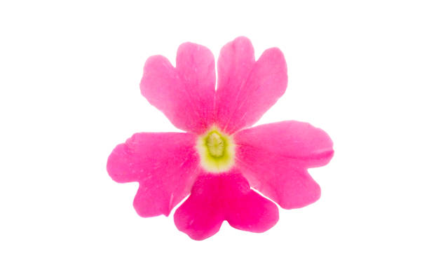 istock pink verbena isolated 1148869125