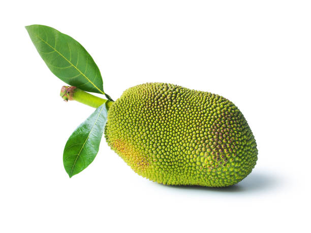 jackfruit. - jack fruit fotografías e imágenes de stock