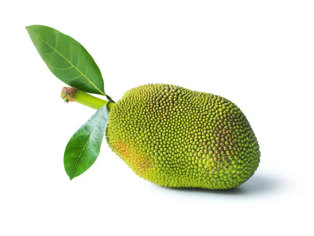 Jackfruit with green leaf isolated on white background.