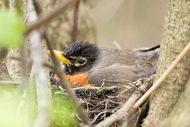 istock American Robin in its Nest 1148870272
