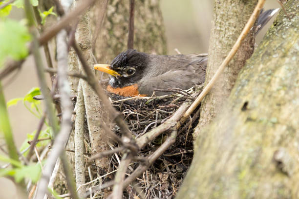 istock American Robin in its Nest 1148870460