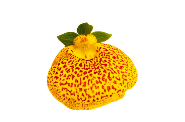 Calceolaria isolated Calceolaria isolated on white background calceolaria stock pictures, royalty-free photos & images