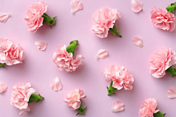 istock Spring carnation flower pattern on a pink background viewed from above. Top view 1148871539