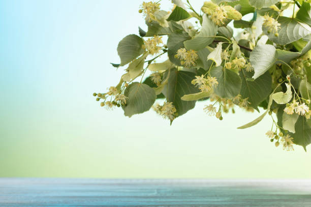 Linden branch with flowers, copy space for your text.