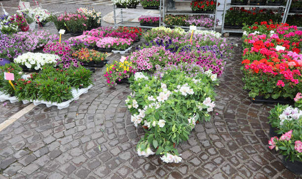 istock many potted flowers for sale 1148873980