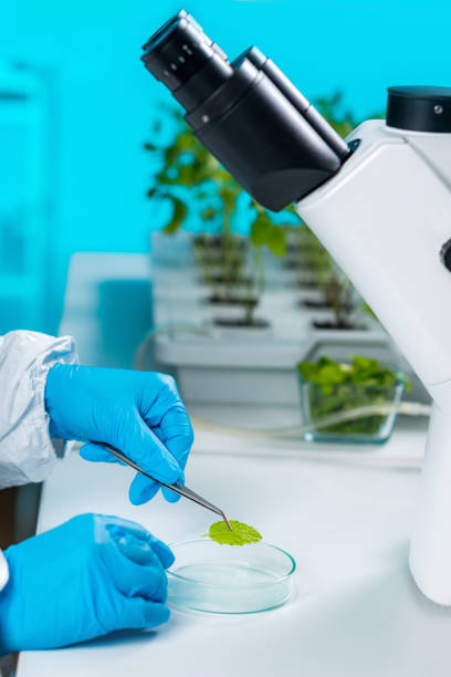 istock Plant laboratory. Biology technician working with plants 1148874165