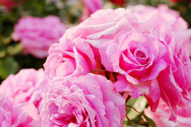 istock Japanese pink roses in botanical garden 1148874623