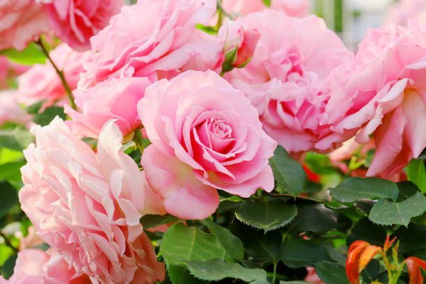 istock Japanese pink roses in botanical garden 1148874848