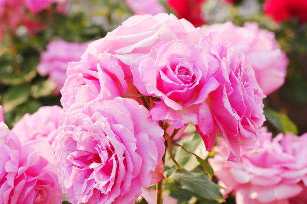 istock Japanese pink roses in botanical garden 1148874851