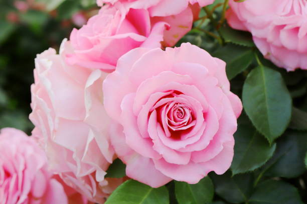 istock Japanese pink roses in botanical garden 1148874941