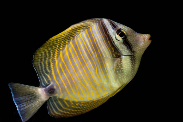 istock Sailfin Tang tropical fish in an aquarium 1148875858