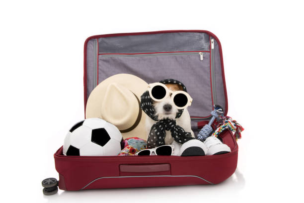 istock DOG INSIDE A RED MODERN BAGGAGE OR SUITCASE GOING ON SUMMER VACATIONS WEARING SUNGLASSES. ISOLATED AGAINST WHITE BACKGROUND. 1148878352