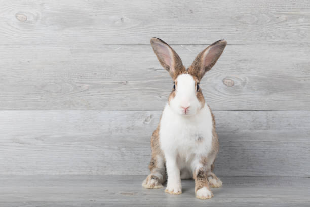 istock Large white and brown rabbits are sitting with a wood grain background. 1148880495