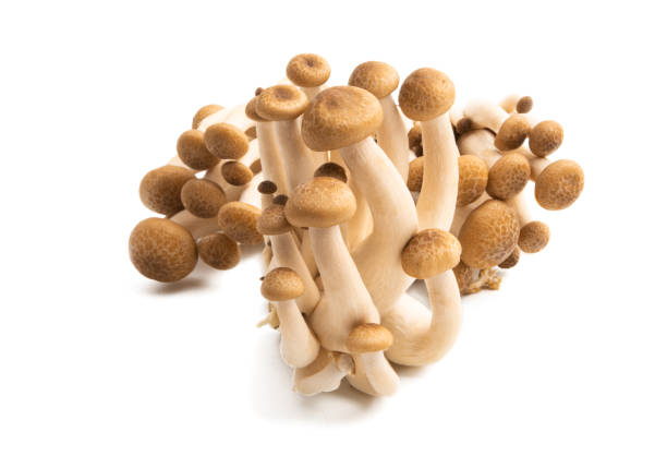 istock Shimeji mushrooms isolated 1148882444