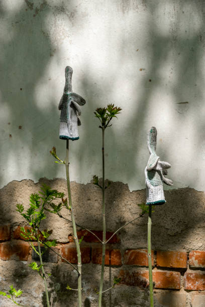 istock Young shrub shoots and two garden gloves 1148882558