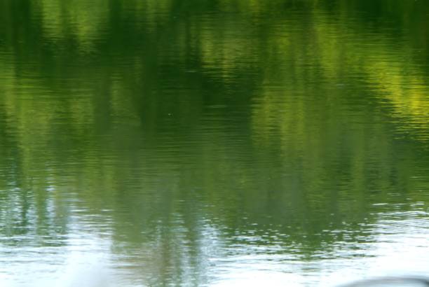 Po river water with slime and plants, in italy