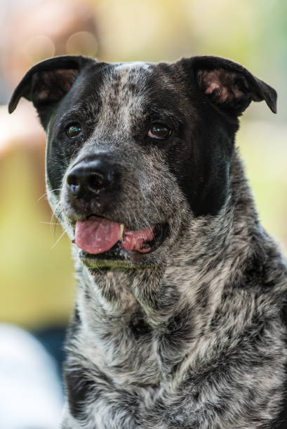 istock well behaved family pet at the park 1148883690