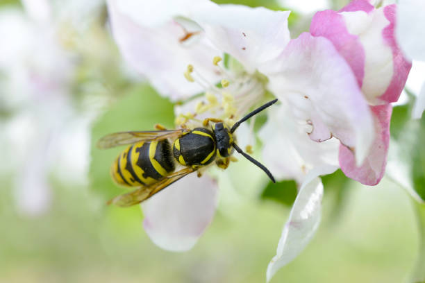 istock wasp on a quince flower in spring 1148883737