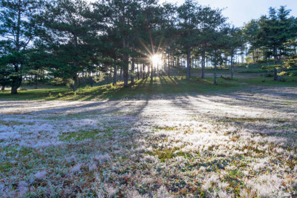 Beautiful sunlight on the pink meadow and dew on grass at sunrise