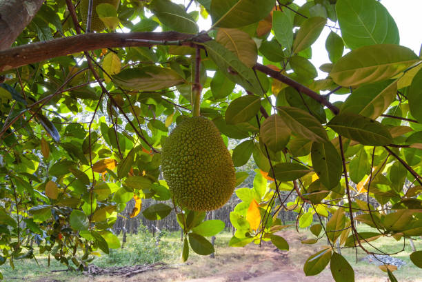 20+ Cactus Jack Stock Photos, Pictures & Royalty-Free Images - iStock