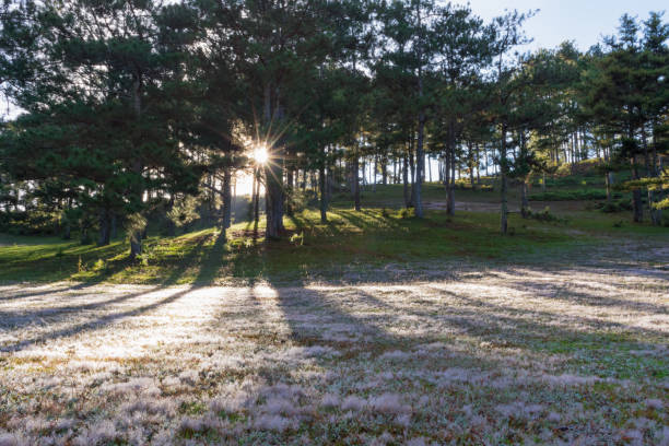 istock sunlight in the pine forest with beauty pink grassland 1148884008