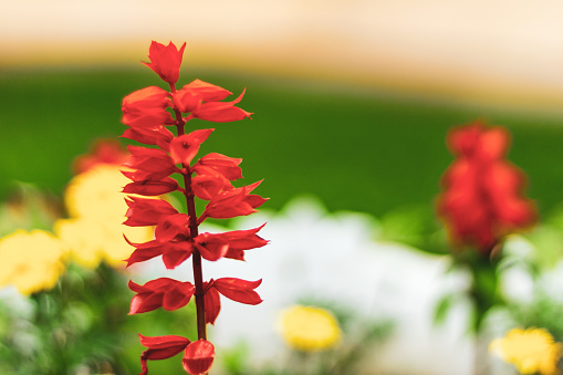 Pétalos brillantes de una flor de Prado rojo en un campo de flores. Lobelia cardinalis fulgens en un parque público photo