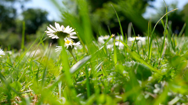 istock Wild flowers in a summer meadow 1148885300