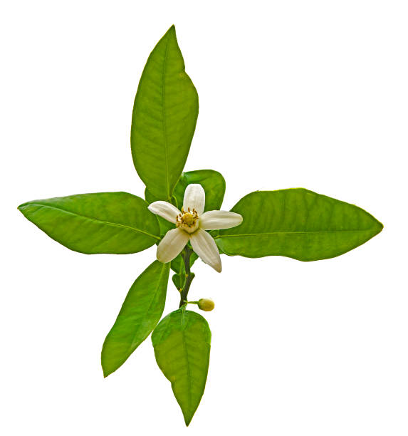 istock close up oforange flowers 1148885588