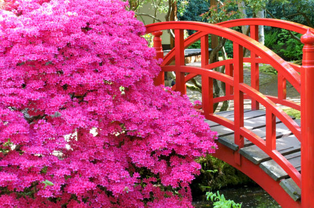 istock Japanese garden 1148887070