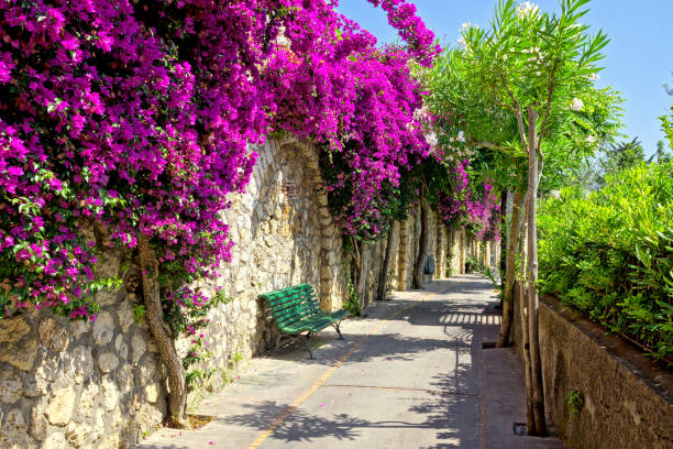 イタリア、カプリ島の鮮やかな紫色の花の歩道 - formal garden garden path bench flower ストックフォトと画像