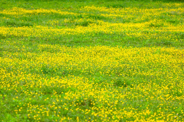 istock blooming flower in spring, buttercup, crowfoot 1148889171