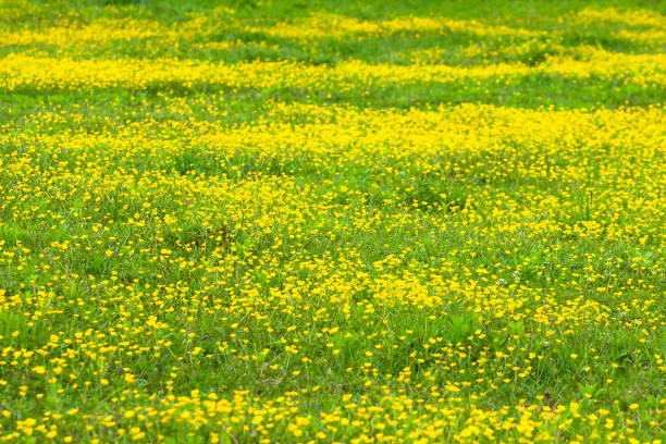 istock blooming flower in spring, buttercup, crowfoot 1148889173