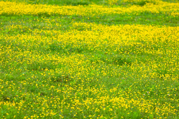 istock blooming flower in spring, buttercup, crowfoot 1148889174