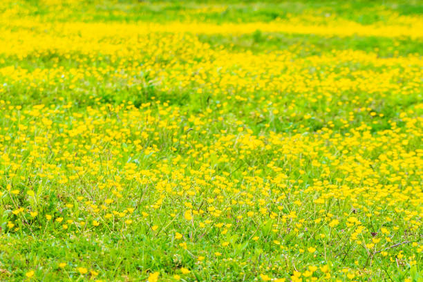 istock blooming flower in spring, buttercup, crowfoot 1148889188