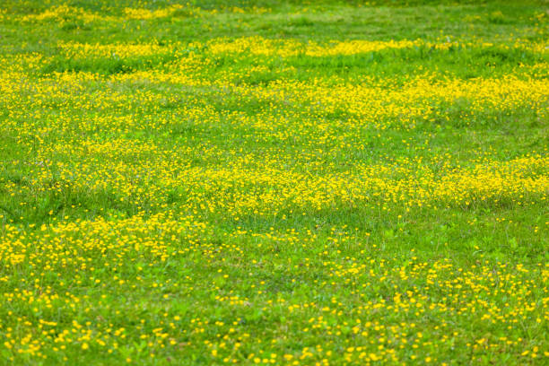 istock blooming flower in spring, buttercup, crowfoot 1148889419