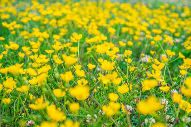 istock blooming flower in spring, buttercup, crowfoot 1148889753