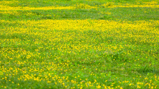 istock blooming flower in spring, buttercup, crowfoot 1148889759