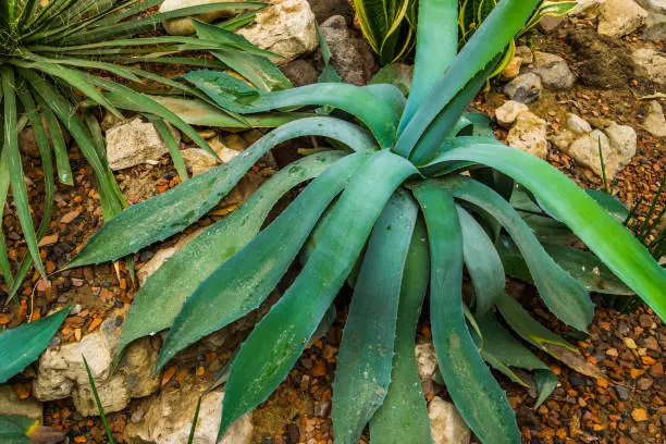 Photo of closeup of a agave plant with flabby leaves, popular tropical plant from America