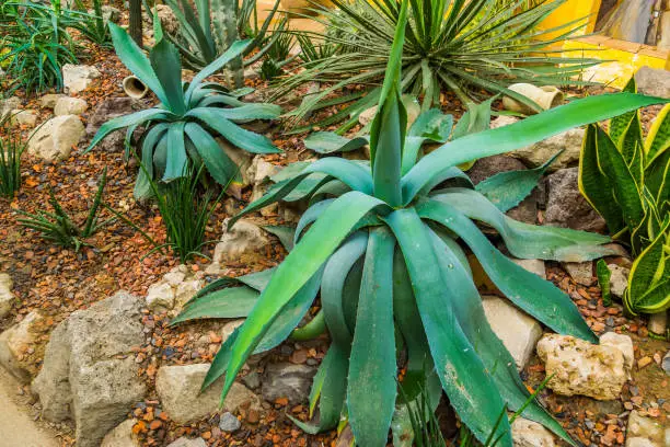 Photo of agave plants in a tropical garden, popular tropical plants from America, Decorative garden and houseplants