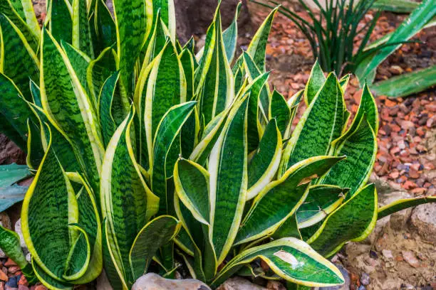 Photo of snake plant leaves in closeup in a tropical garden, very popular plant in horticulture, decorative garden and houseplants