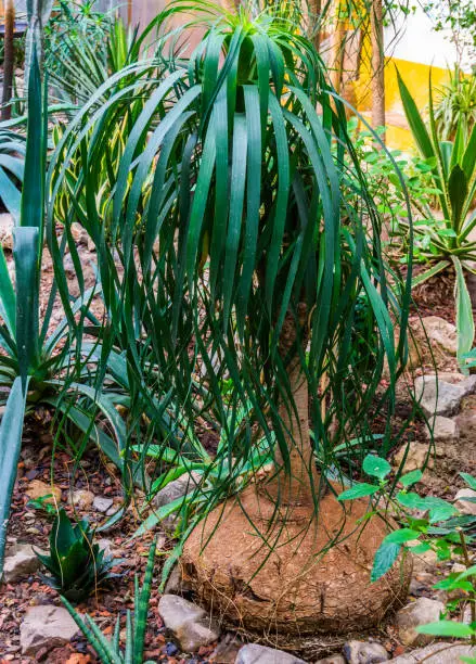 Photo of young elephants foot plant in a tropical garden, popular garden and houseplant, ornamental trees