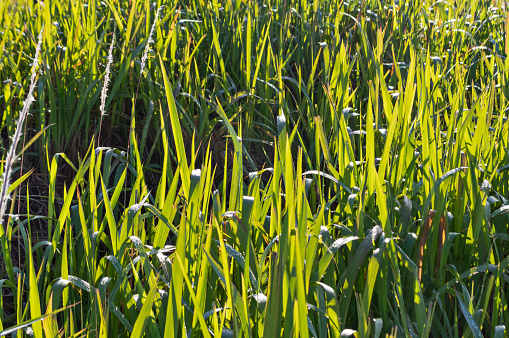 Cattails growing in the Marshlands of Hendrie Valley