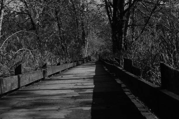 istock A Footpath At Capitol State Forest In Monochrome 1148891959