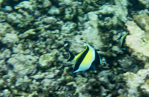 istock Butterfly fish in Seychelles 1148892364